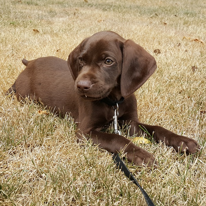 brown german shorthaired pointer lab mix