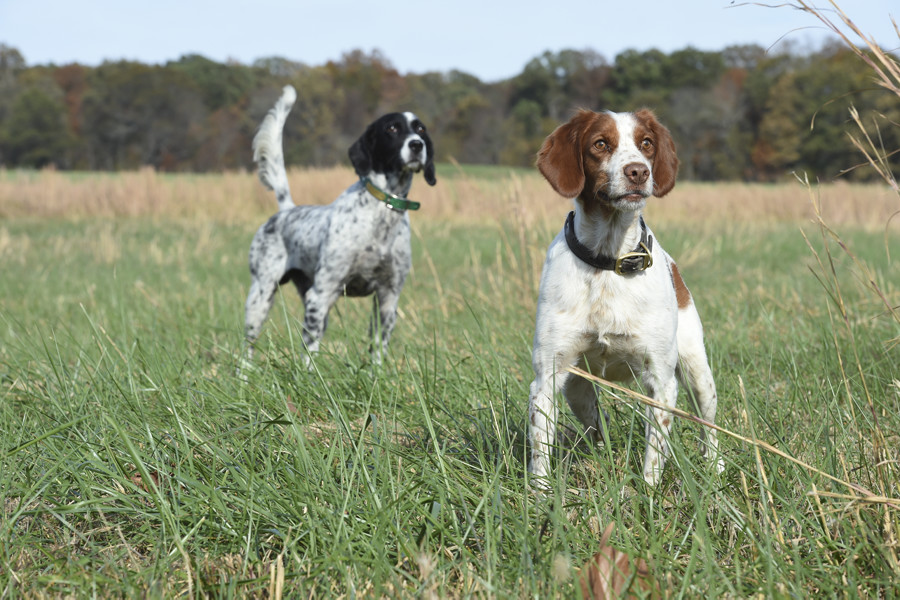 upland bird dog training