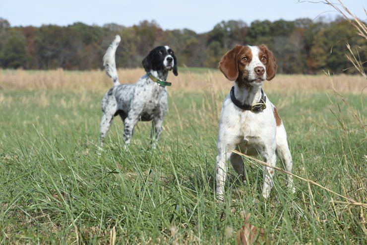 Bird store retrieving dogs