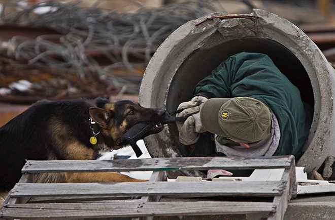 dog with gun