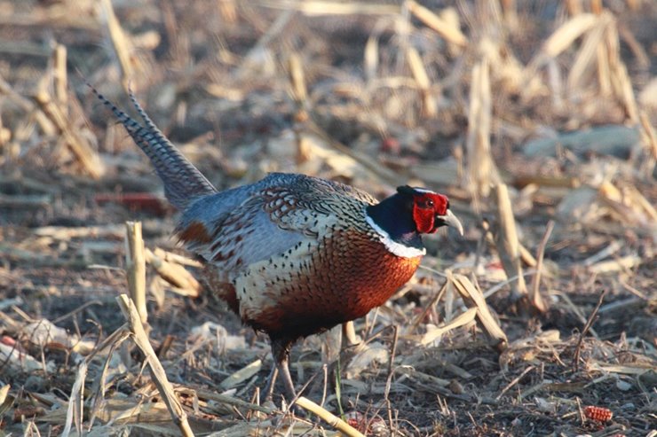 Habitat Needs of Pheasants  North Dakota Game and Fish