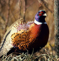 Pierre South Dakota Pheasant Hunting