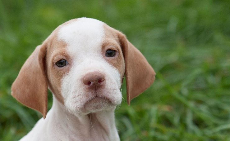 how much do bird dogs cost