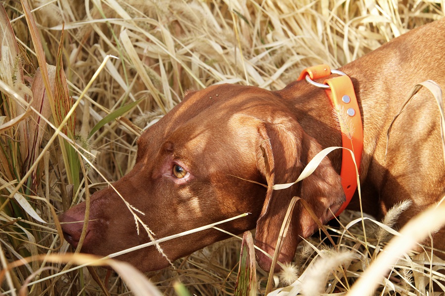 why are vizslas called velcro dogs