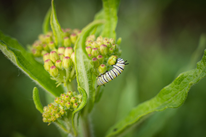 Milkweed Magic