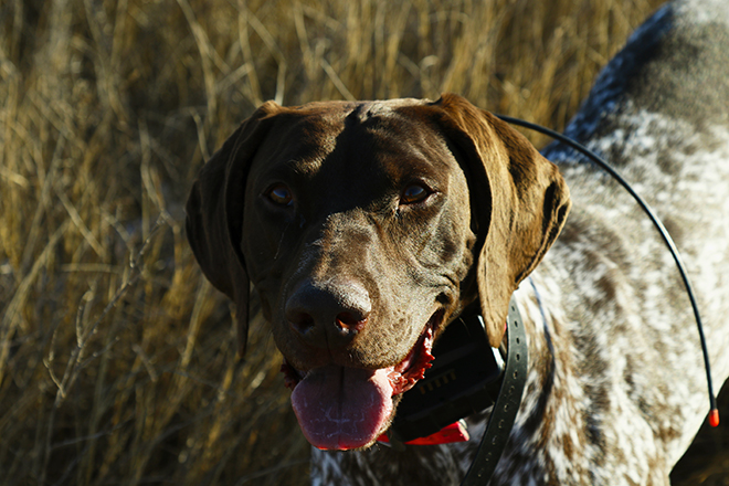 dog with gun