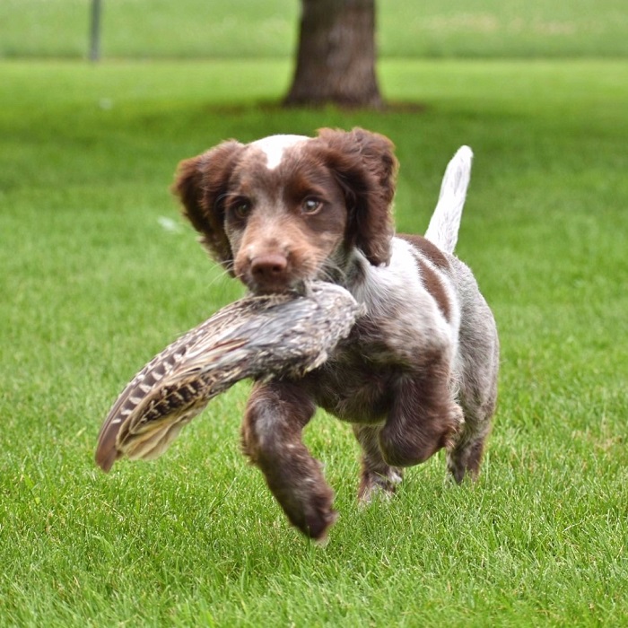 Cocker pointer store