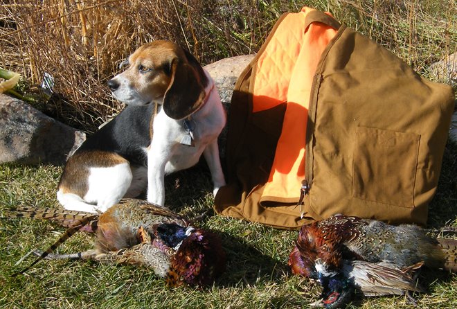 Beagle cheap pheasant hunting