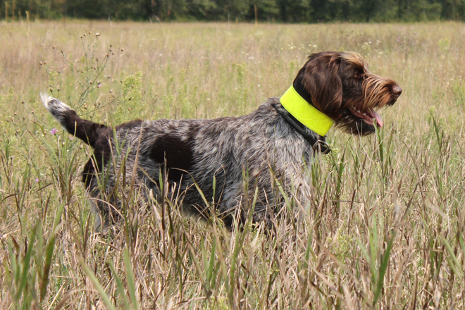 are german roughhaired pointer puppies lazy