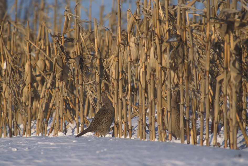 Large blocks of corn (10+ acres) can serve as food and shelter for pheasants in the winter.