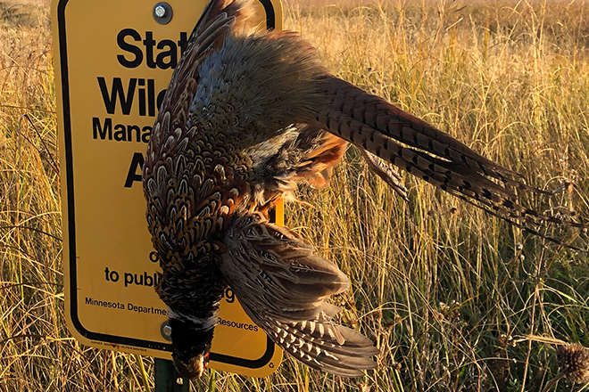 Berggren Pheasant Plan  Nebraska Game & Parks Commission