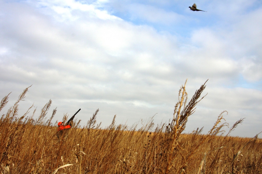 Unlike seasons for other upland species, wild pheasant seasons are roosters-only.