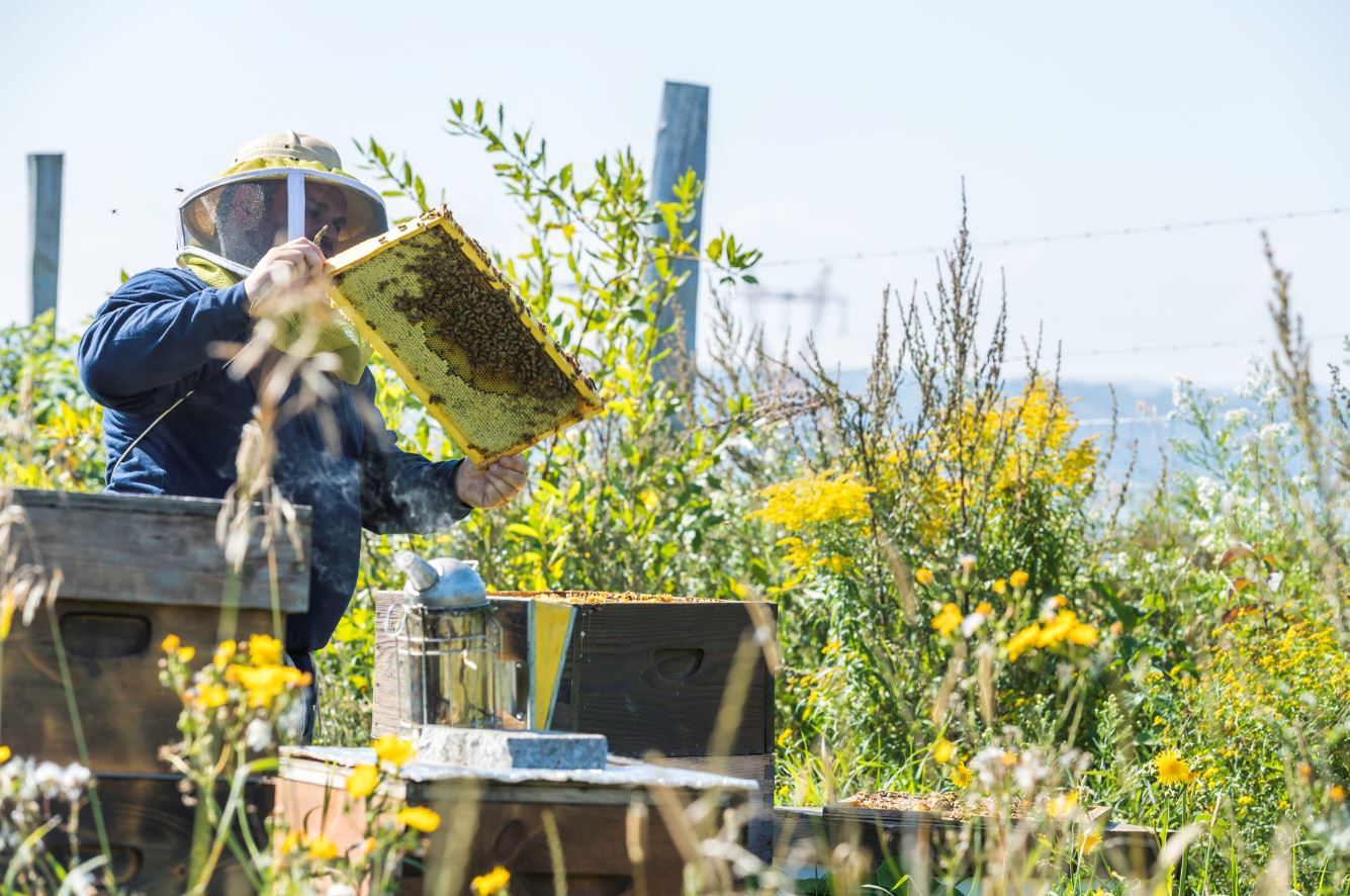 A beekeeper tends his hives, surrounded by wildlflowers.