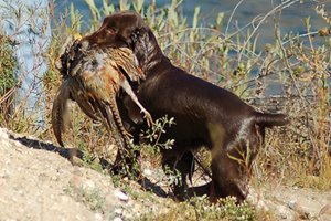 Field Spaniel