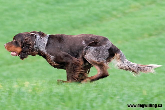 is the picardy spaniel considered aggressive