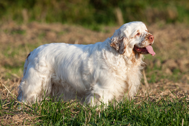 Clumber-Spaniel