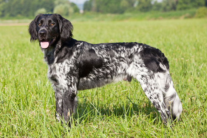 Black and sale white bird dog