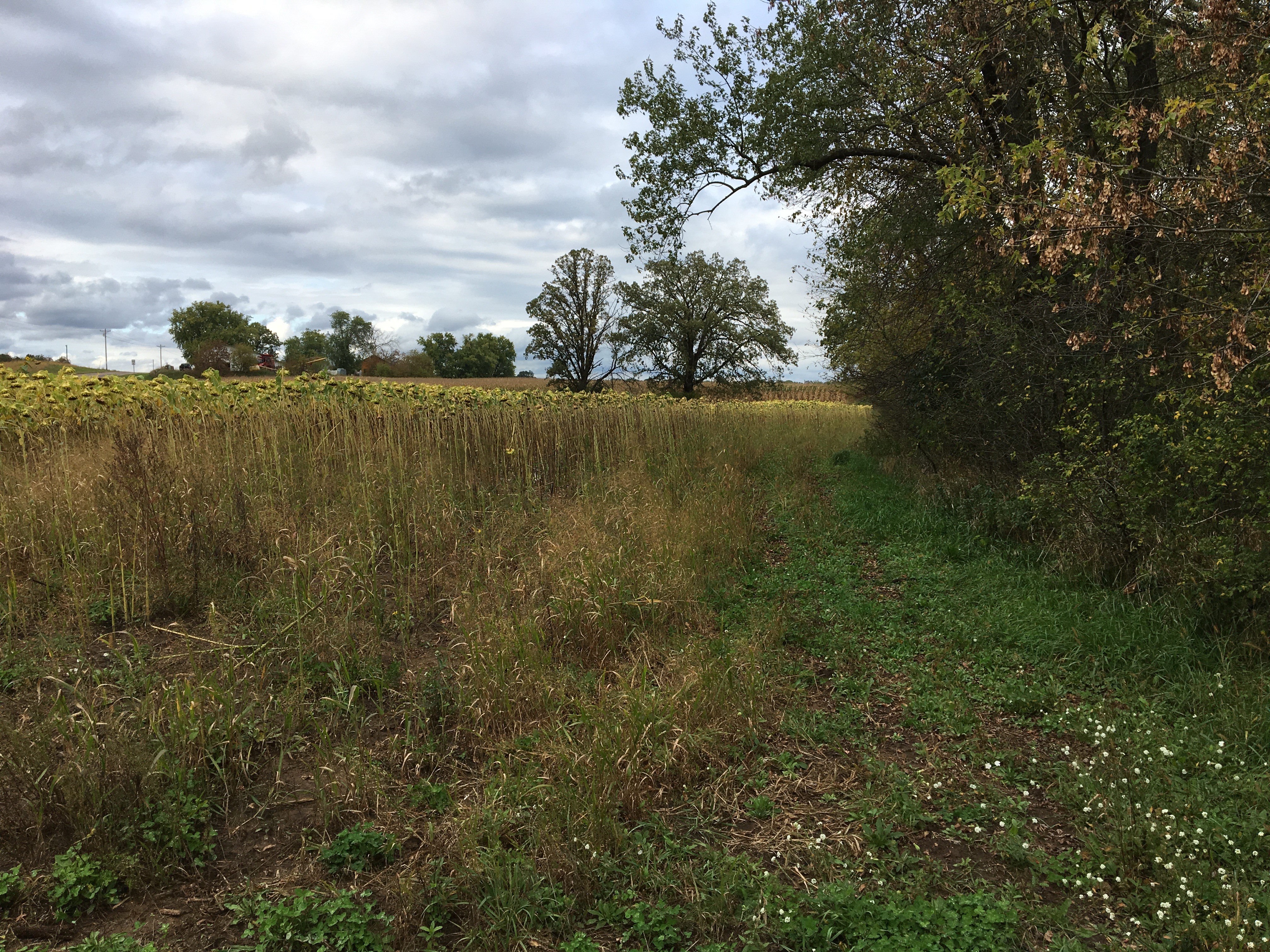 EFC AgSolver software showed that some areas of certain fields, such as shaded woodland edges, were better off left as buffer zones.