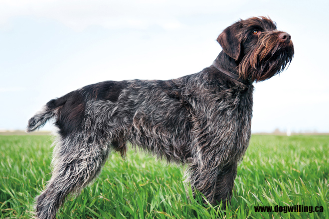 Wirehaired-Pointing-Griffon