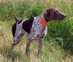 red bird dog breeds