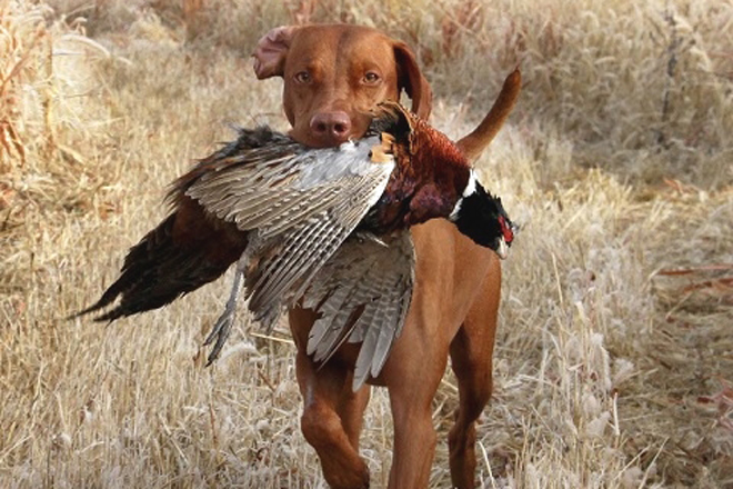 pheasant hunting dog breeds