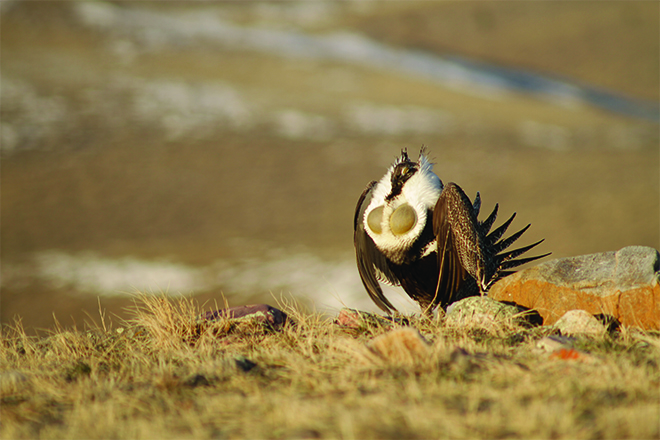 Sage grouse