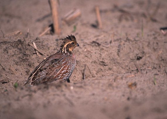 A lack of quality cover can make quail susceptible to predators – of both aerial and ground variety. A lack of quality cover can make pheasants susceptible to predators – of both aerial and ground variety.