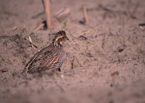 A lack of quality cover can make pheasants susceptible to predators – of both aerial and ground variety.