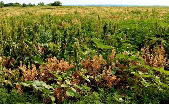 The best way to minimize the threat of predators? Make their job tougher with more upland habitat.