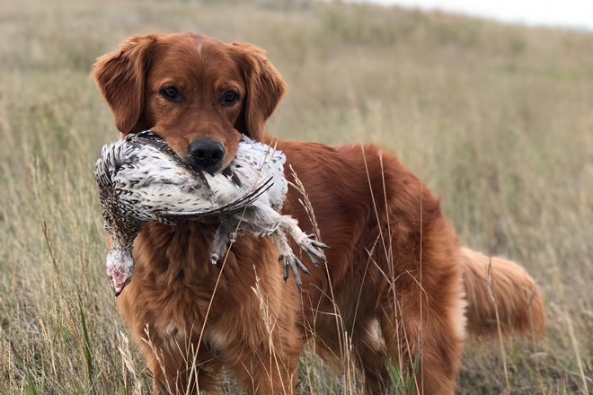 are golden retrievers good hunting dogs