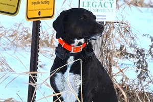 Mixed Breed / Other