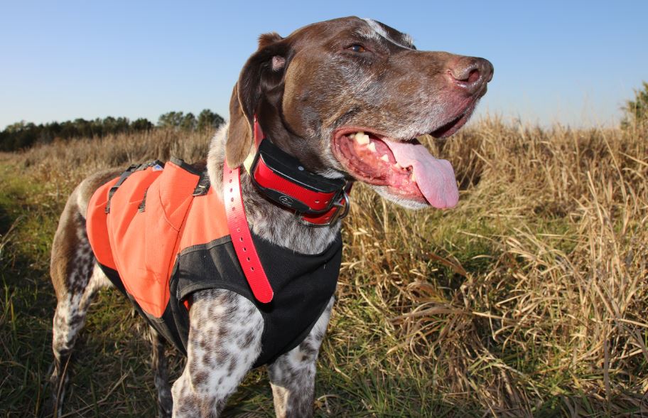 Upland hunting hot sale dog vest