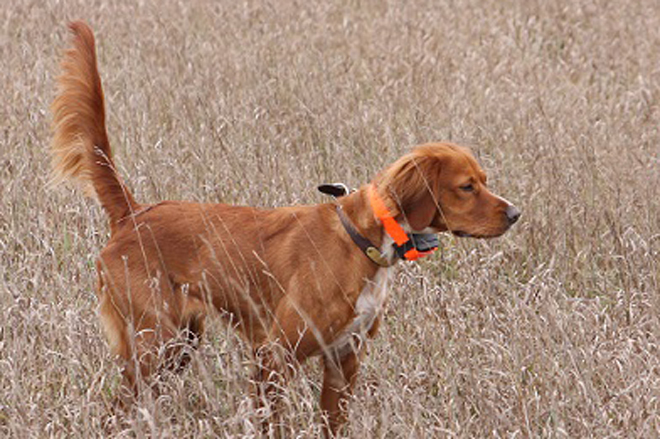 Pointer store dog red