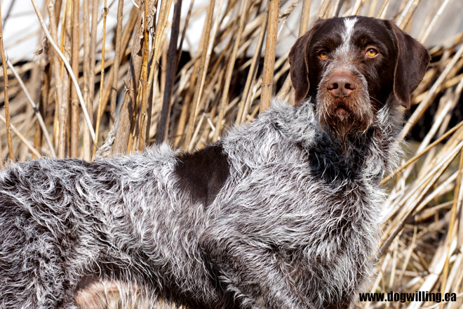 what is the hardest hunting dog breed