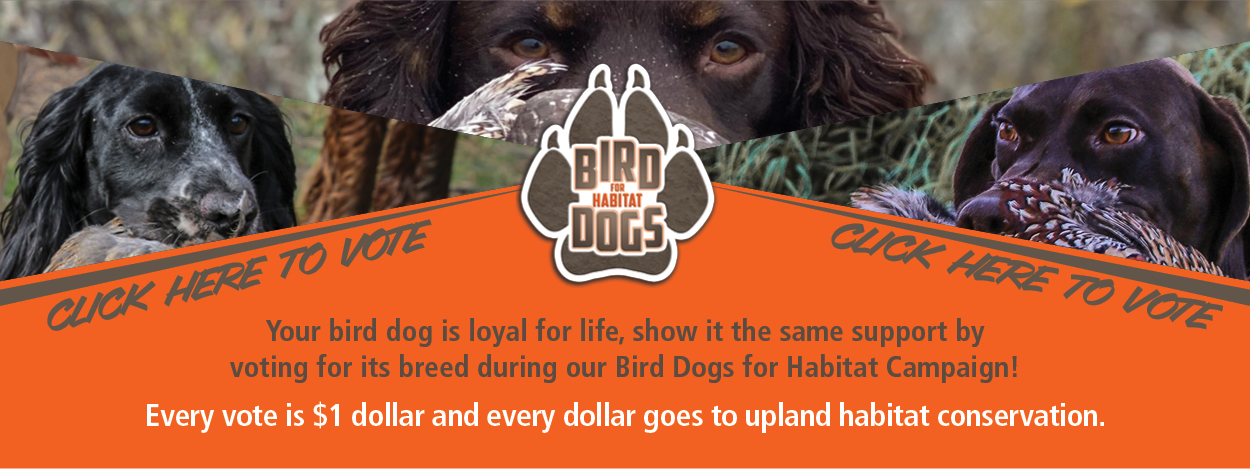 Bird Dog Breeds Pheasants Forever