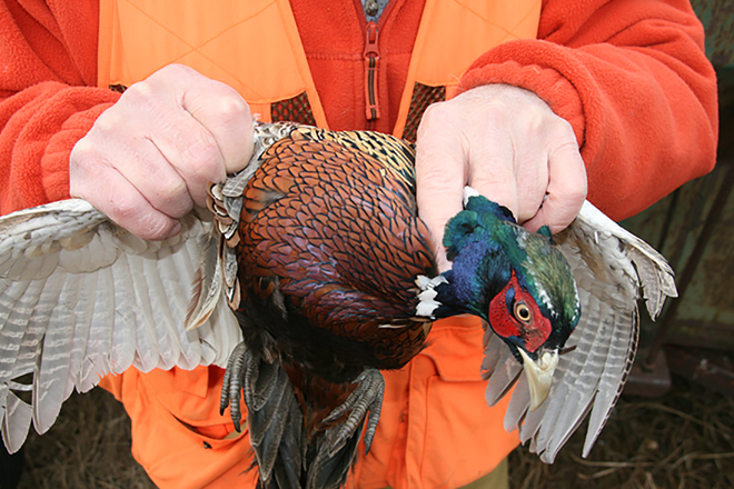 Where to Buy Game Birds for Dog Training? Top Sources Unveiled