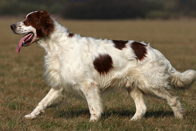 black and white spotted dog breeds