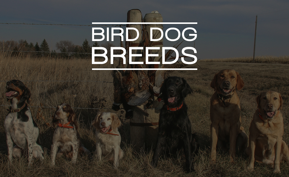 What is the Best All-Around Hunting Dog for Small Game?: Top Picks!