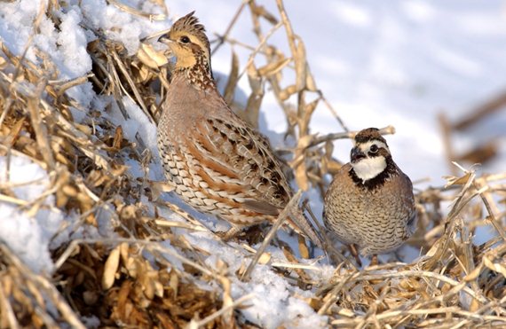 Quail moving considerable distances from their roosting and loafing areas for food during severe weather burn up much-needed energy and expose themselves to predators. Photo courtesy Missouri Department of Conservation