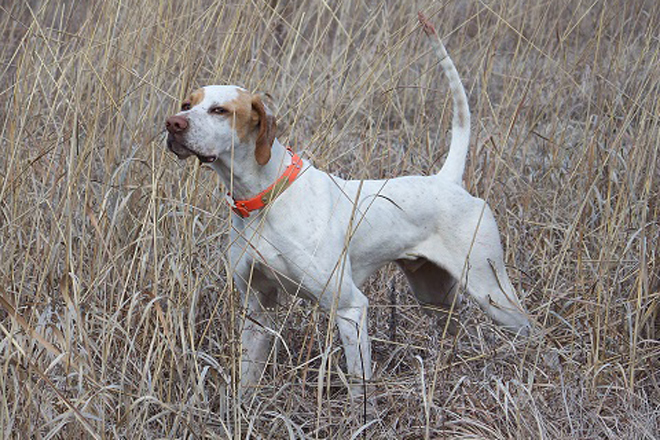 english pointer hunting