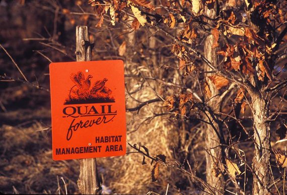 Quail Forever is working hard for the future of upland conservation and upland hunting.