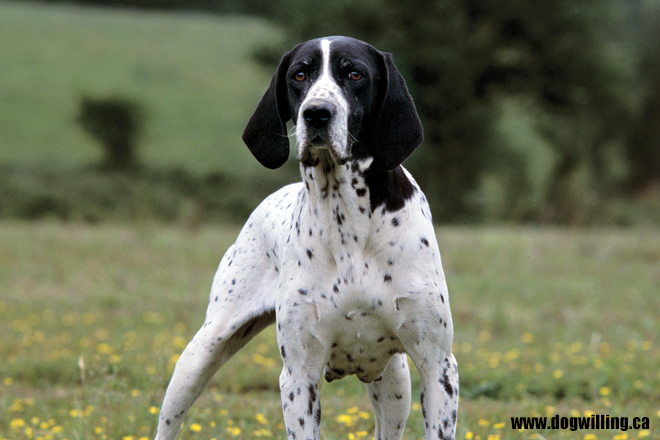 Spotted store bird dog