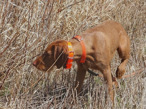 Wirehaired-Vizsla