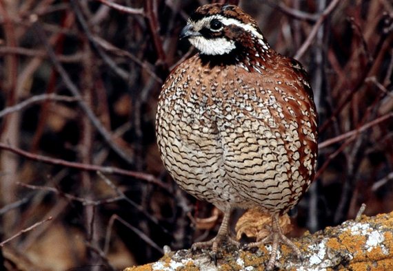 female quail bird