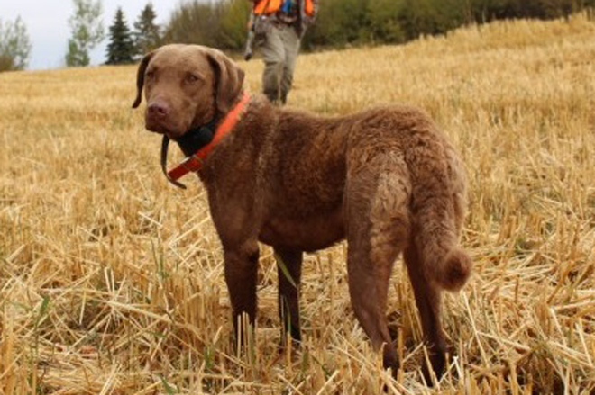 types of bird hunting dogs