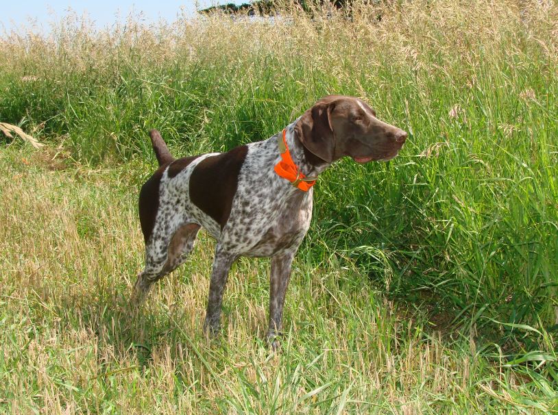 german wirehaired pointer pointing