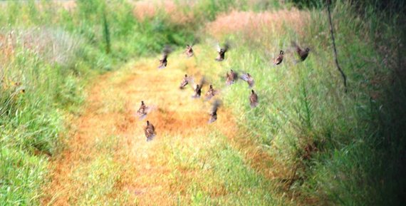 Quail are "edge" birds, using field and border edges for feeding, nesting and cover.