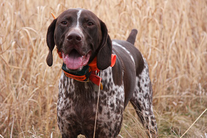 Pointer deals hunting dog