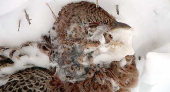 Contrary to popular belief, pheasants are more likely to die in winter due to freezing – from a lack of quality winter habitat – than they are of starving to death.
