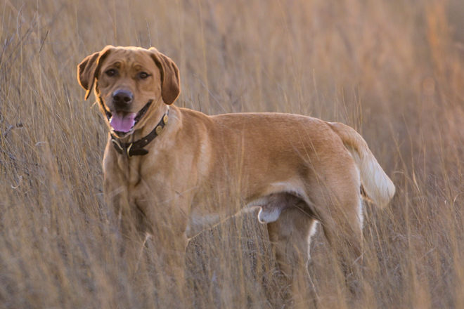 Red Birddog Pointing Hat - Red Bark Shop